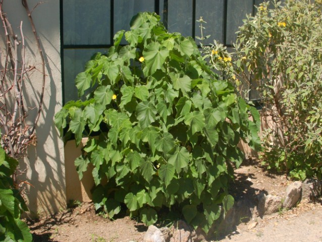 Una pianta senza nome dai fiori gialli - Abutilon theophrast